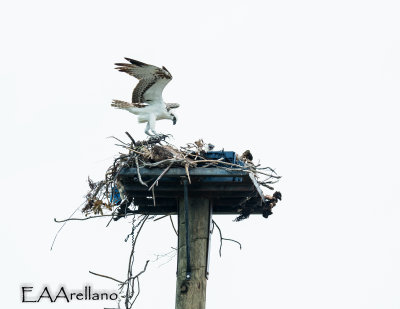 Osprey Nest