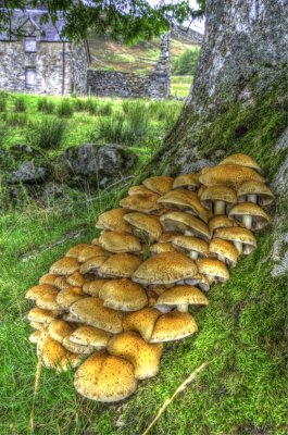 Mushrooms at Stronhavie Farmhouse,Glen Brerachan