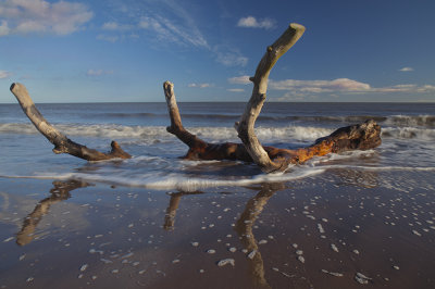 Driftwood St Cyrus 