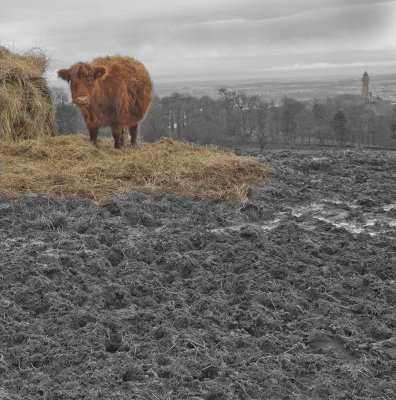 Stirling Coo,and the Wallace Monument