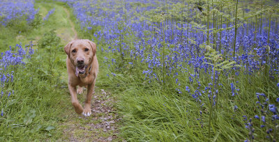 Bella in the Bluebell at Kinclaven Woods