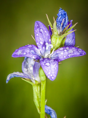 Backyard Texas Wildflowers