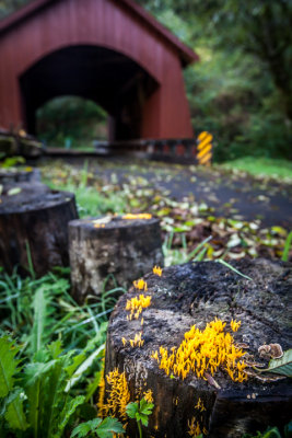 North Fork Yachats River Bridge