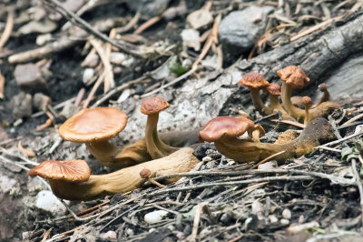 mushroom 1 02_06_15.jpg