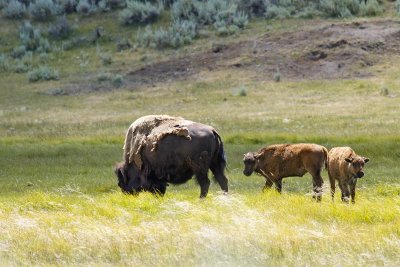 Cow calf buf.jpg