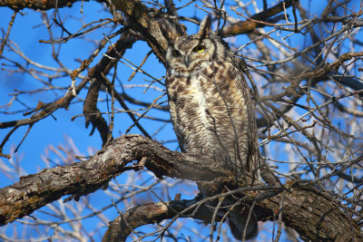 great horned owl.jpg