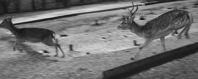 Deer Shot From The Hip