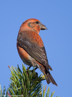 Lille Korsnb male, Sweden sept