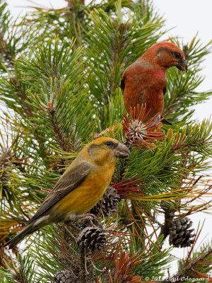 Stor Korsnb (Loxia pytyopsittacus)