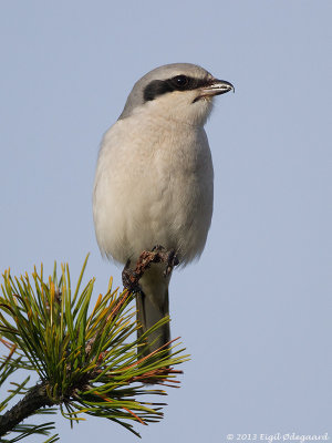 Stor Tornskade (Lanius excubitor)