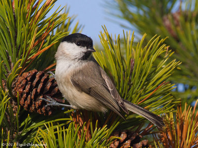 Sumpmejse (Parus palustris)
