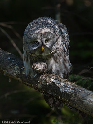 Lapugle, Sweden May