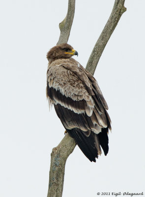 Steppeørn (Aquila nipalensis)