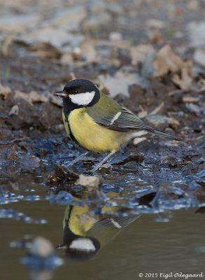 Musvit (Parus major)