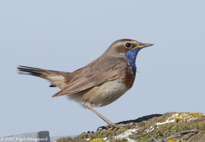 Blaahals sydlig male, Denmark April