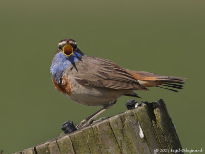 Blaahals sydlig male, Denmark April