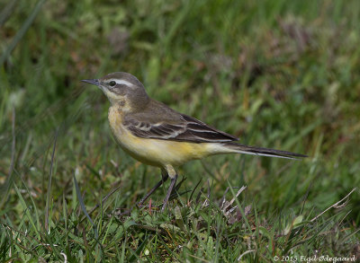 Gul Vipstjert (Motacilla flava)