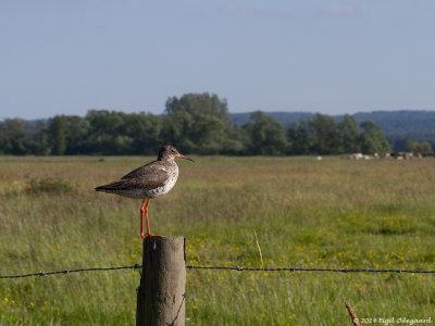Roedben (Tringa totanus)