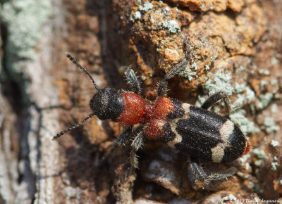 Insects