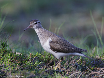 Mudderklire (Tringa ochropus)
