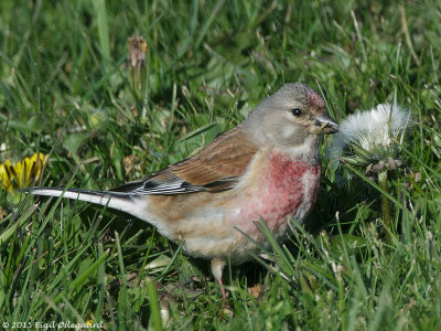 Tornirisk male
