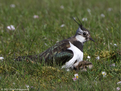 Vibe (vanellus vanellus)