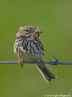Engpiber (Anthus pratensus)