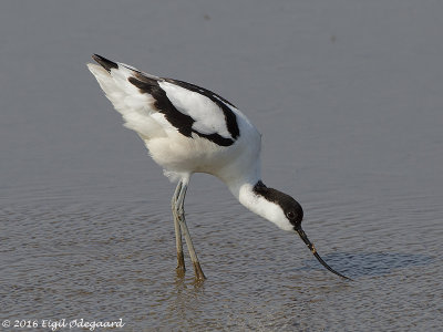 Klyde, Denmark May