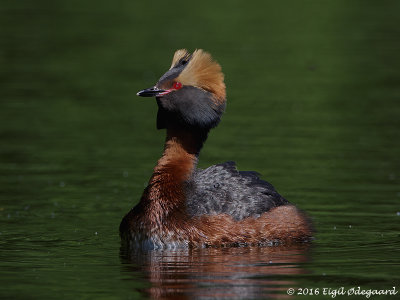 Nordisk Lappedykker ( Podiceps auritus )