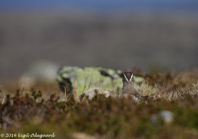 Pomeransfugl male at nest, Sweden June