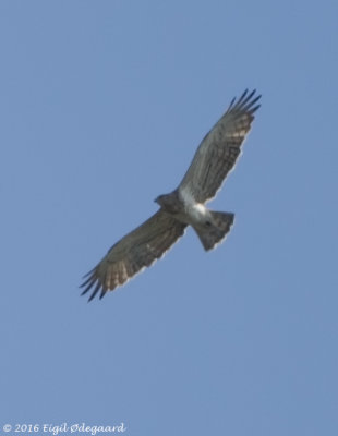 Slangeørn (Circaetus gallicus)