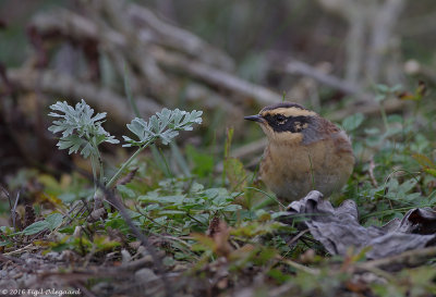 Sibirisk Jernspurv, Sweden Oct