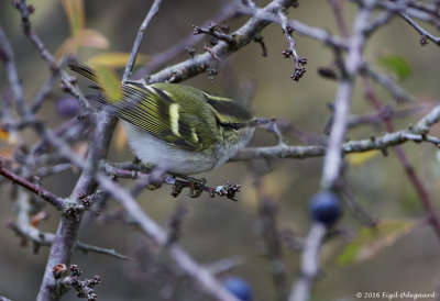 FuglekongeSanger (Phylloscopus proregulus)