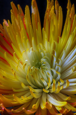 spider bouquet flower4jpg.jpg