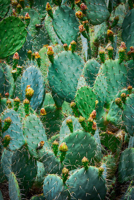 cacti.jpg