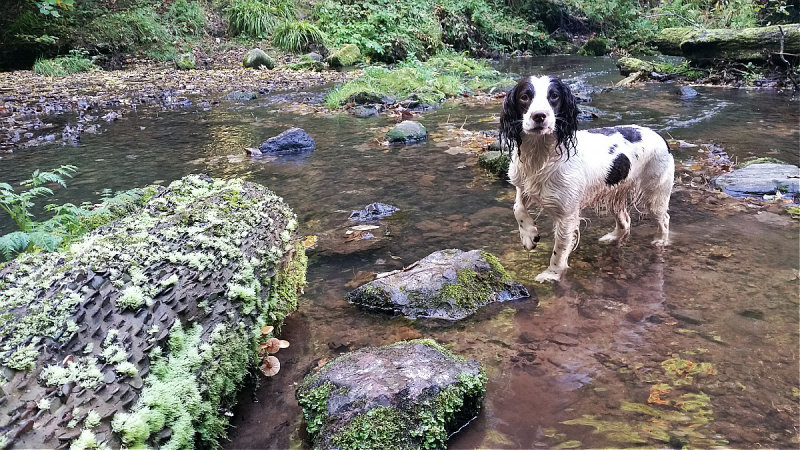 Eilein at Fairy Glen 