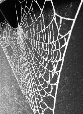 Frosted web