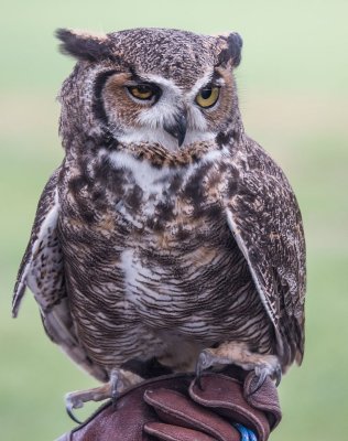{Q}1062_Great Horned Owl2.jpg