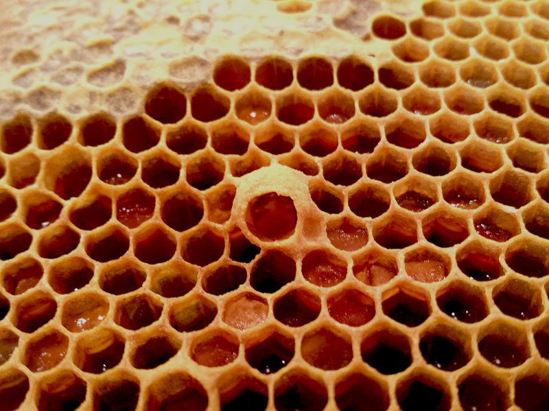 Queen cup with pollen