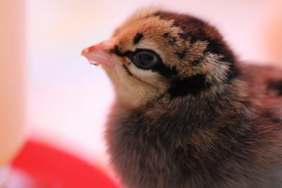Easter Egger