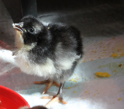 Black Australorp 