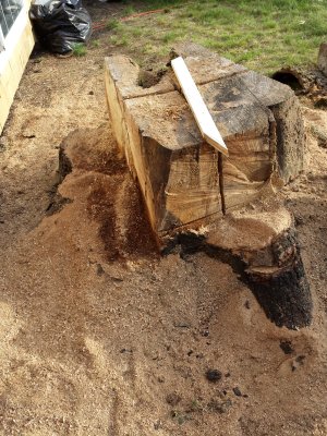 tree trunk