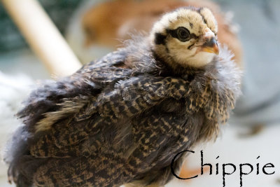 Chippie.jpg