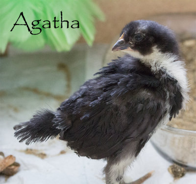 Agatha.jpg