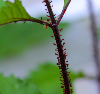 Aphids on Rudbeckia