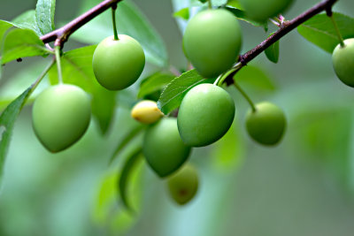 Shiro plums