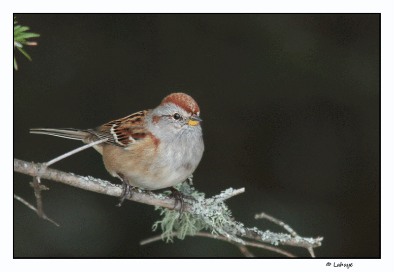 Bruant hudsonien / Spizella arborea / American Tree Sparrow