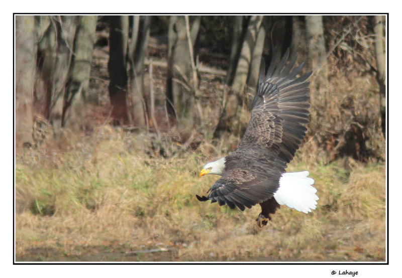 Pygargue  tte blanche /Haliaeetus leucocephalus / Bald Eagle