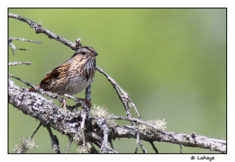 Bruant de Lincoln / Melospiza lincolnii / Lincolns Sparrow