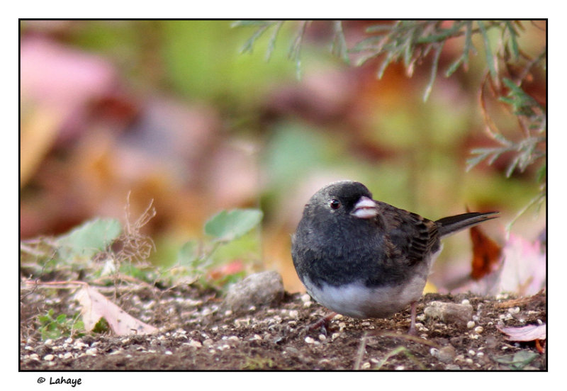 Junco ardois / Junco hyemalis / Dark-eyed Junco
